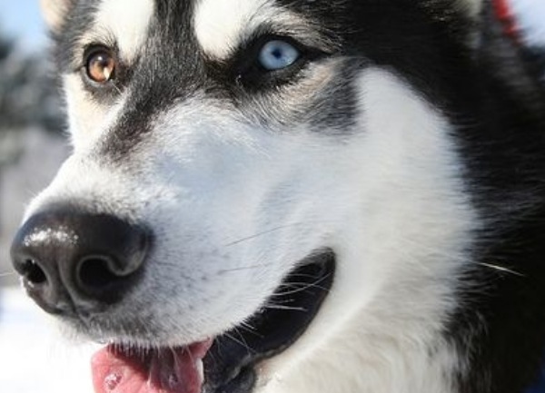 Husky