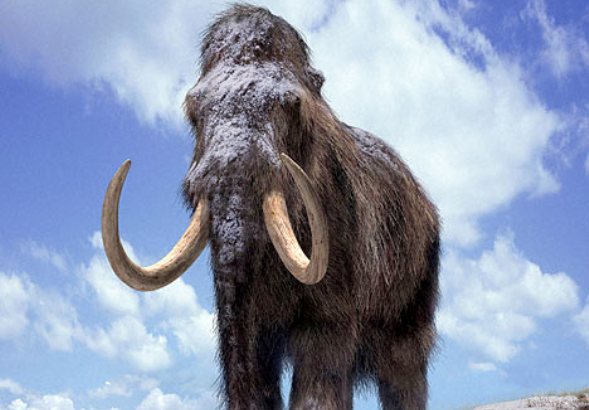 Mamut