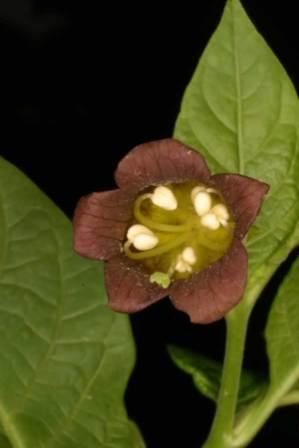 atropa belladona