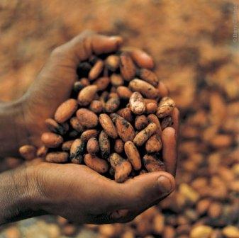 cocoa beans