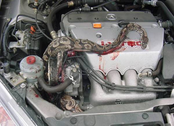 Zmija u autu-ilustracija