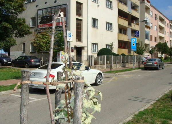 polomljene sadnice u centru Banjaluke