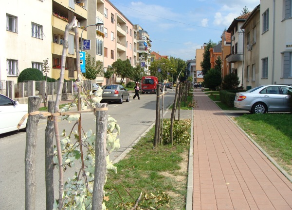polomljene sadnice u centru Banjaluke