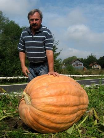 Derventa - dzinovska bundeva.jpg