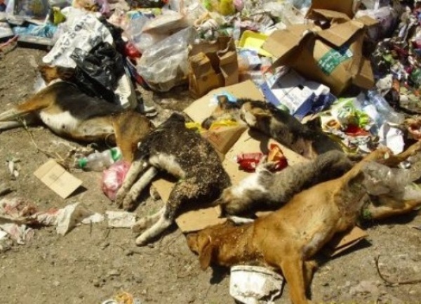 otrovani psi, ilustracija