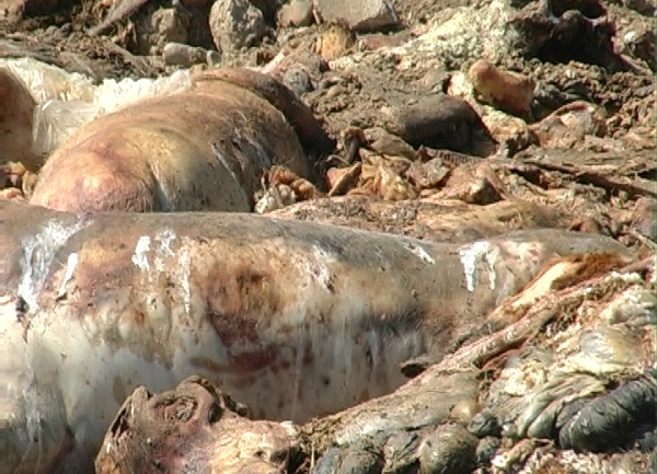 otpad životinjskog porijekla