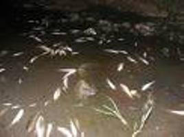 Pomor ribe u Dragočaju