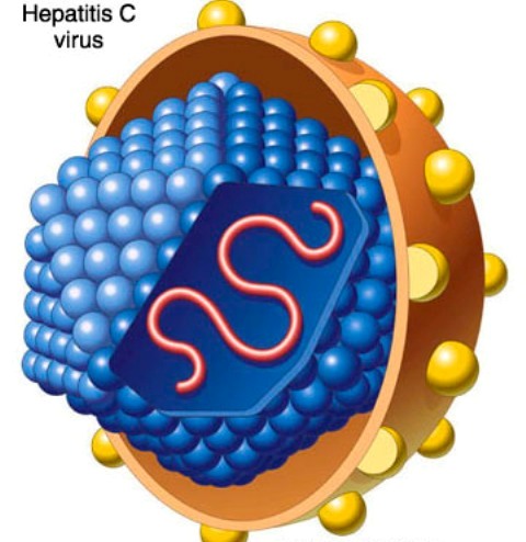 Hepatitis C