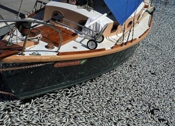 Pomor riba u Kaliforniji