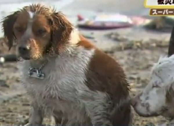 Japan pas doveo spasioce do drugog psa