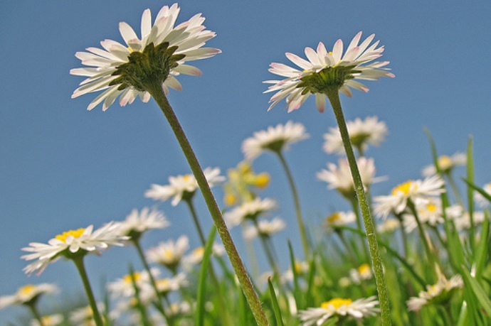 Proljeće - ilustracija