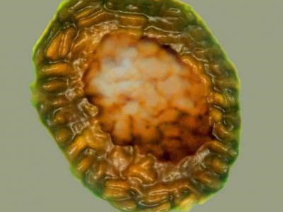 prokariot &Scaron;kotska