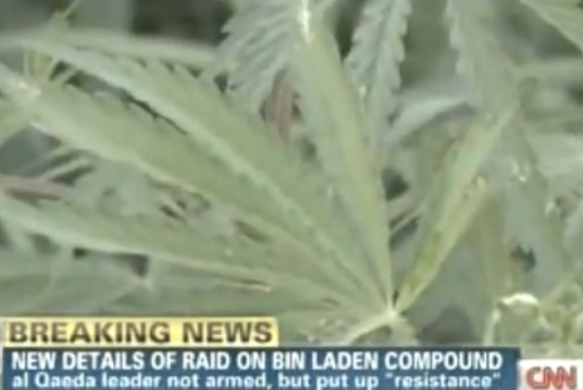 Marihuana pronađena u blizini skrovi&scaron;ta Bin Ladena