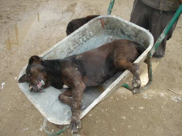 Otrovani psi u Tuzli Otrovani psi u Tuzli