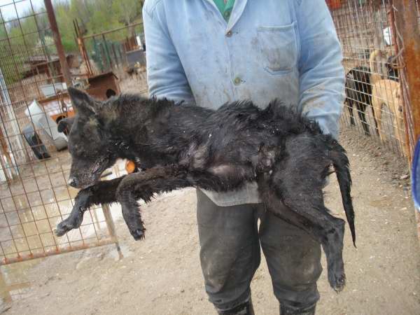 Otrovani psi u Tuzli Otrovani psi u Tuzli