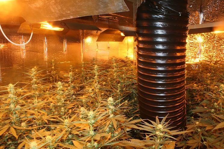 Stan pretvorili u laboratoriju za uzgoj marihuane