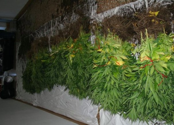 stan marihuana3 stan marihuana3