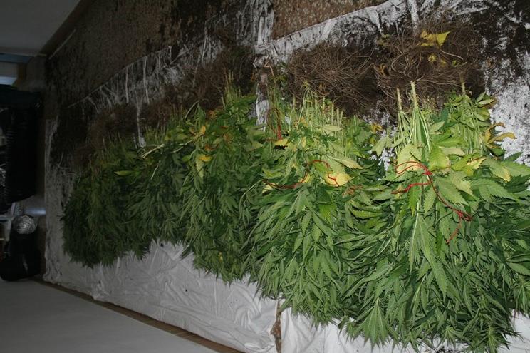 Stan pretvorili u laboratoriju za uzgoj marihuane