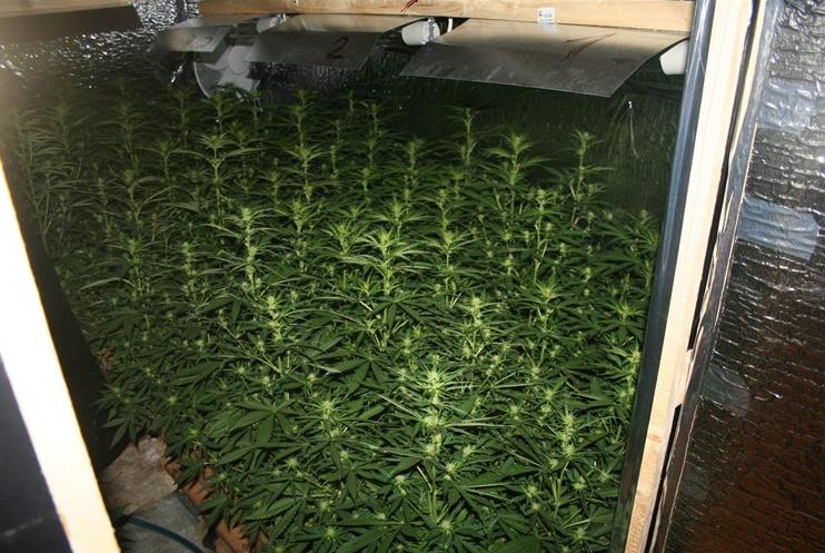 Stan pretvorili u laboratoriju za uzgoj marihuane
