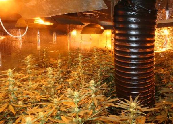 stan marihuana1 stan marihuana1