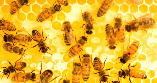 Pčele nisu jedina vrsta koja ne smije izumrijeti, ima ih još sedam 