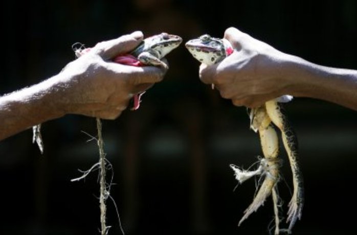 Vjenčanje žaba u Indiji