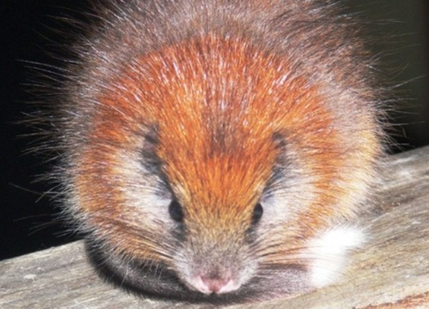 crvenodlaki &scaron;takor