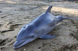 uginuli delfin crno more