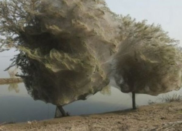 paukovo drvo paukovo drvo