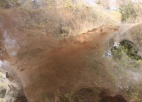 paukovo drvo paukovo drvo