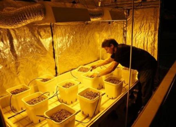 prodavnica We Grow prodavnica We Grow