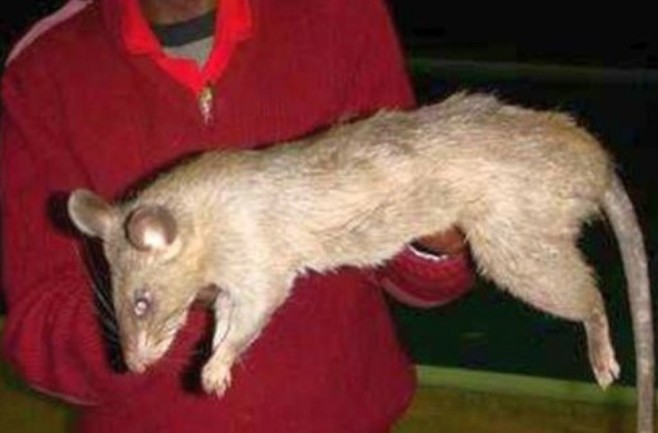 divovski &scaron;takori