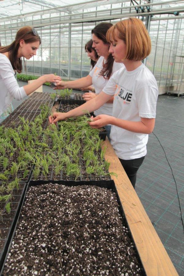 Otvoren staklenik za organsku proizvodnju