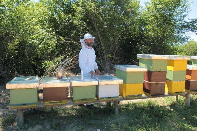 Otvoren staklenik za organsku proizvodnju