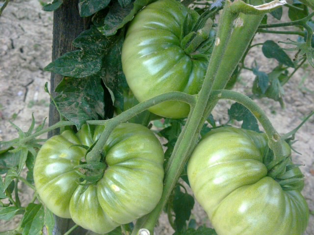 seminar o hrani1 seminar o hrani1