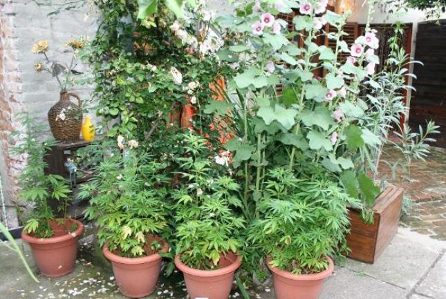 Marihuana u saksijama