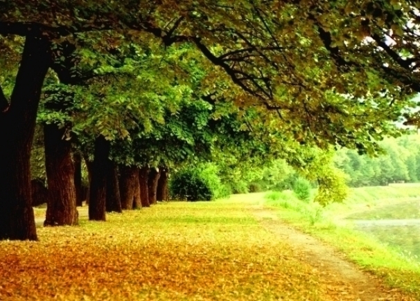 vilsonovo setaliste fles