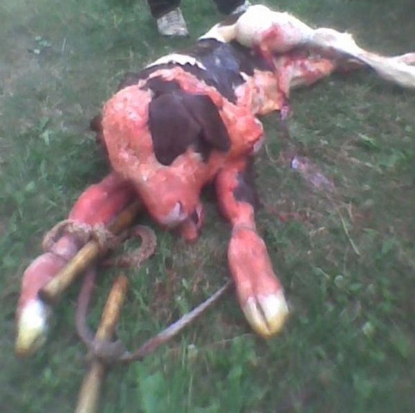 tele sa dvije glave 1