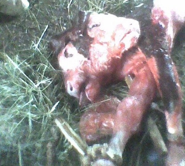 tele sa dvije glave 1