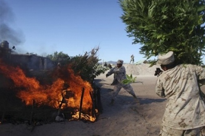 meksiko plantaža marihuane