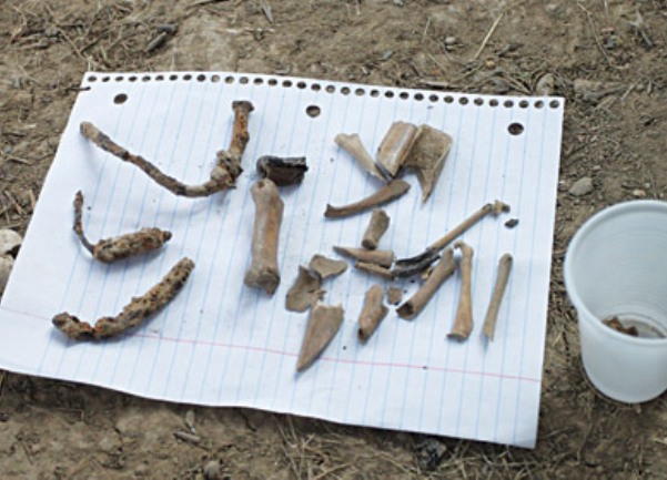 kosti Draže Mihailovića zapravo životinjske