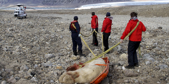 polarni medvjed napao turiste
