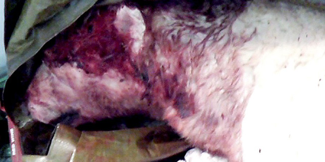 polarni medvjed napao turiste