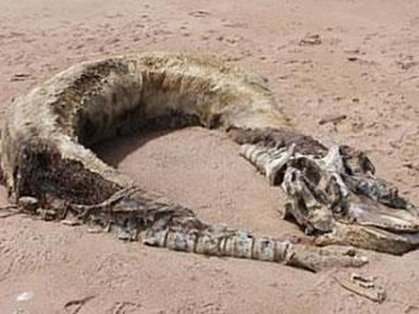 dinosaurus1 dinosaurus1