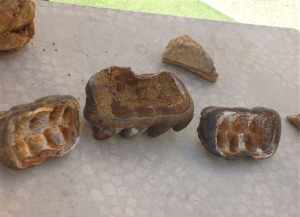 Ostaci pradavnog slona u Duvanjskom polju/Foto: RSE