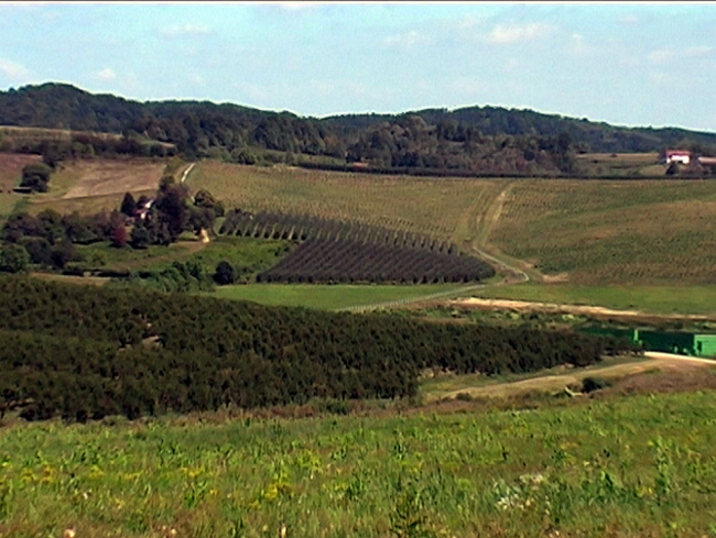 voćnjaci gorana dodika