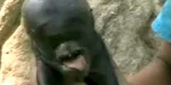 svinja s ljudskom glavom