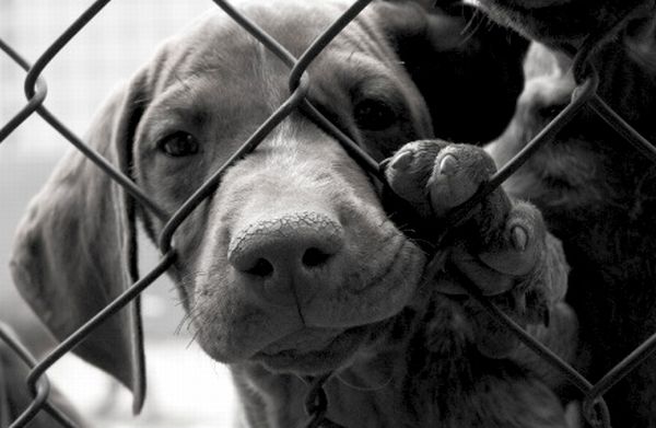 Ilustracija: Deviantart.com Ilustracija: Deviantart.com