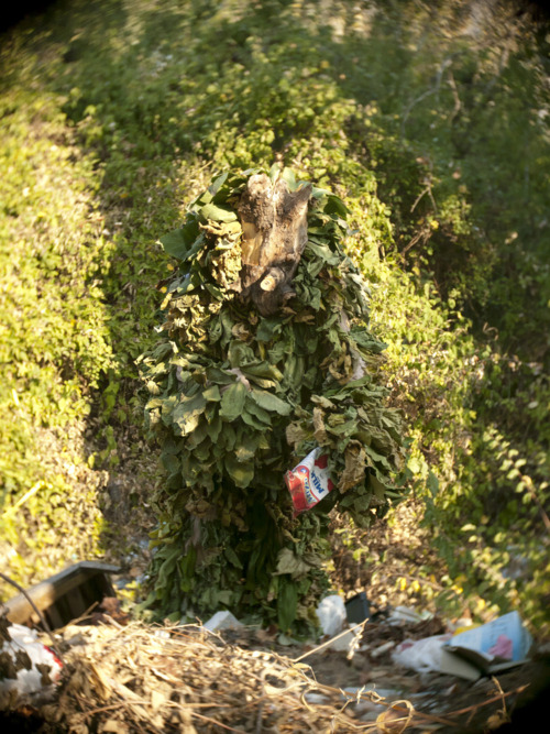 Looking for Leshy Looking for Leshy