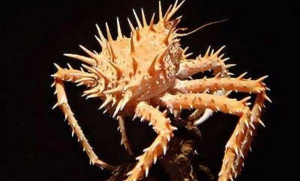 kraljevska kraba kraljevska kraba